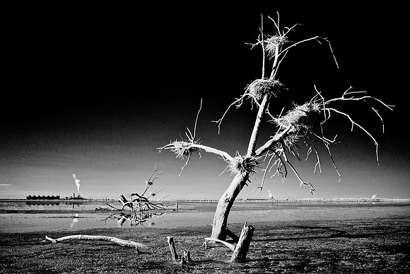 Dead Tree, Nests & Thermal Plants – Infrared Exposure – Salton Sea, California – 2014