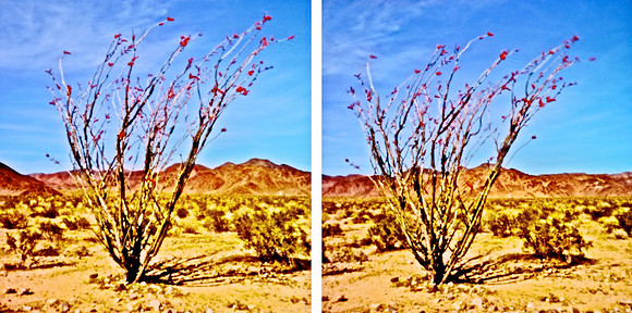Ocotillo "Stereogram" – Joshua Tree National Park, California – 2011
