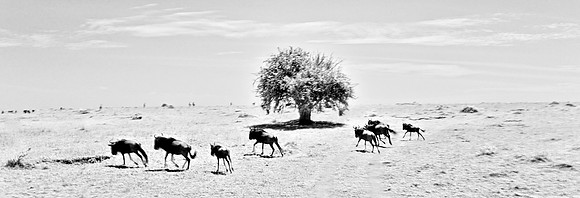 Wildebeest Running with Tree - Maasai Mara National Park, Kenya - 2014