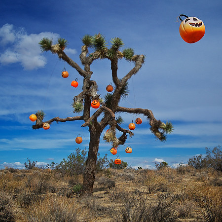 A Tree for All Seasons – Halloween – Rosamond, California – 2012