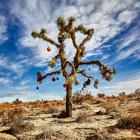 A Tree for All Seasons – Rosamond, California – 2012