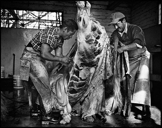 Removing Hide and Stomachs – Plaza de Toros 'El Toreo' – Tijuana, Mexico – 1998