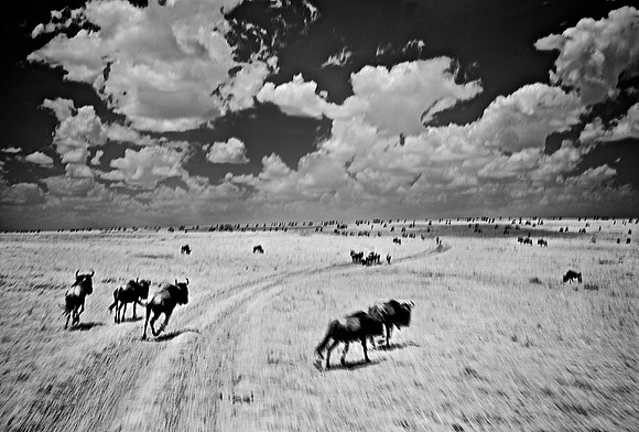 Wildebeest on the Run – Infrared Exposure – Maasai Mara National Park – 2014