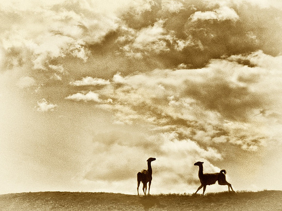 Two Guanacos - Patagonia, Chile - 2006