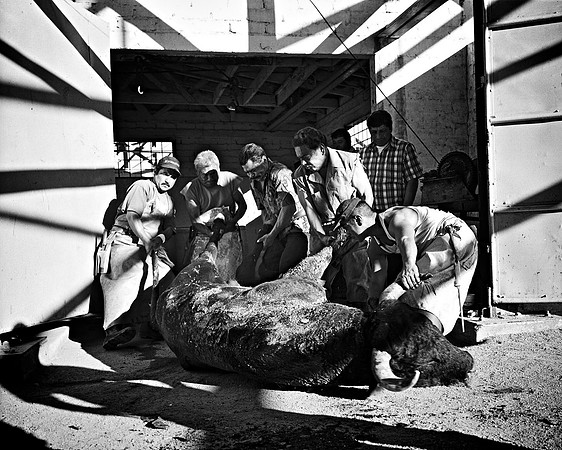 Pulling a Giant Bull into the Slaughterhouse – Plaza de Toros 'El Toreo' – Tijuana, Mexico – 1998