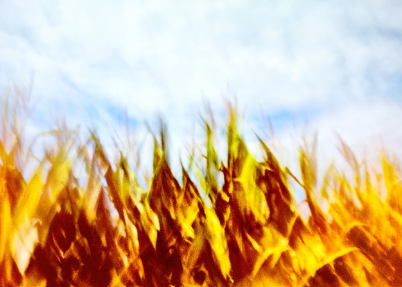 Windblown Corn – Mundelein, Illinois – 2010