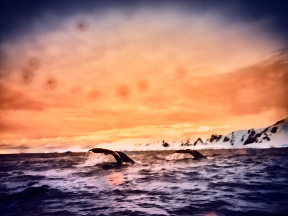 Whale Spotting – Antarctic Peninsula Near Portal Point – 2020