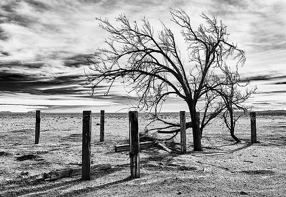 Lone Tree & Posts – Infrared Exposure – Cinco, California – 2012