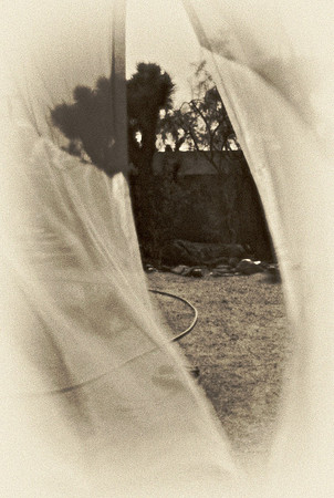 Desert Garden – Yucca Valley, California – 2009