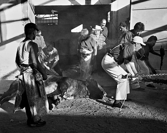 The Bull Arrives from the Ring – Plaza de Toros 'El Toreo' – Tijuana, Mexico  – 1998